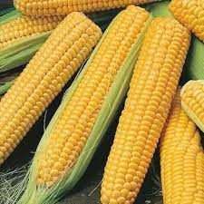 Maíz amarillo y maíz blanco / maíz para la alimentación humana y animal Humedad: 13% máx