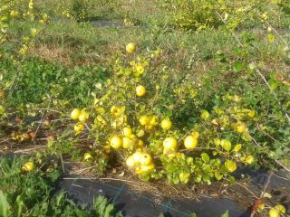 Los agricultores de Letonia venden membrillo japonés orgánico fresco