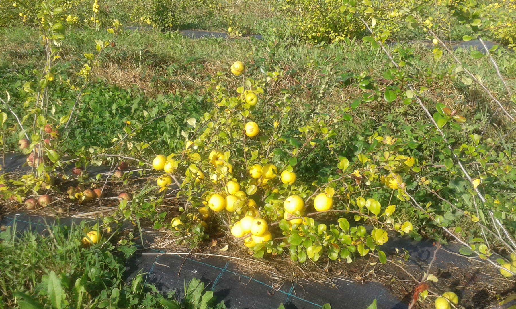 Los agricultores de Letonia venden membrillo japonés orgánico fresco y congelado (chaenomele japonica) y productos de membrillo: jugo, trozos de membrillo