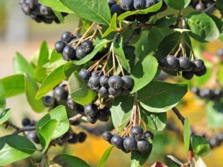 Chokeberry orgánico, fruta recolectada a mano. Perfecto para jugos