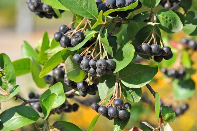 Chokeberry orgánico, fruta recolectada a mano