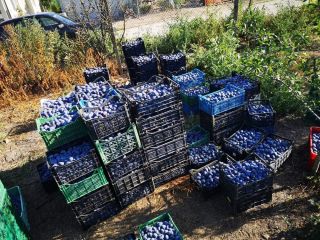 Oferam prune pentru masa si pentru tuica! Prune se