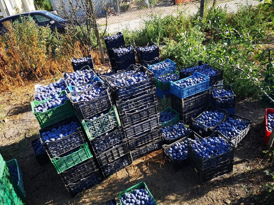 ¡Ofrecemos ciruelas para comidas y para tuica! Las ciruelas se venden del huerto