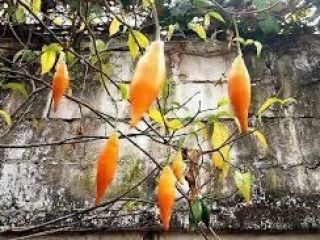 IBOGA EN VENTA IBOGAINE EN VENTA Grandes y pequeñas