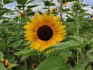 Buenos días :) Ofrezco flores de girasol de mi