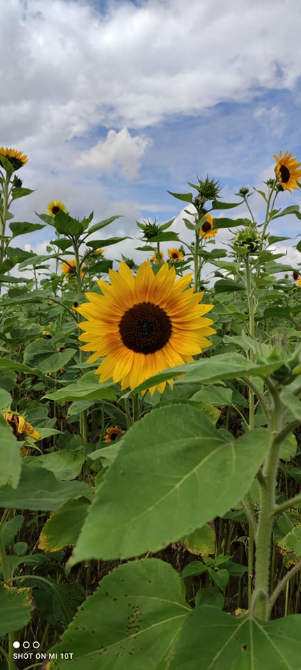 Buenos días :) Ofrezco flores de girasol de mi propia plantación