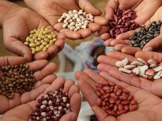 Frijoles de Ucrania Granos de calidad de los campos