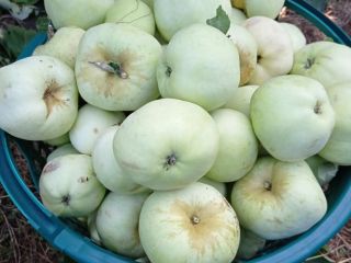 Venderé manzanas antonówka, calibre 6-12