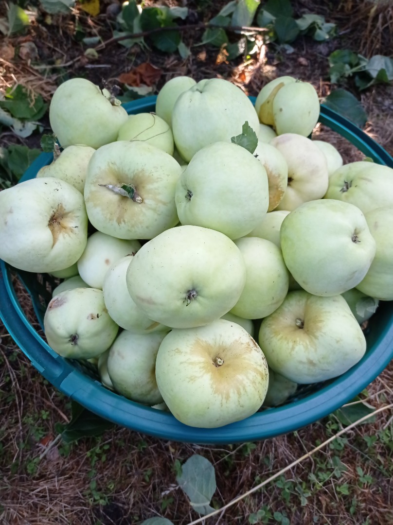 Venderé manzanas antonówka, calibre 6-12