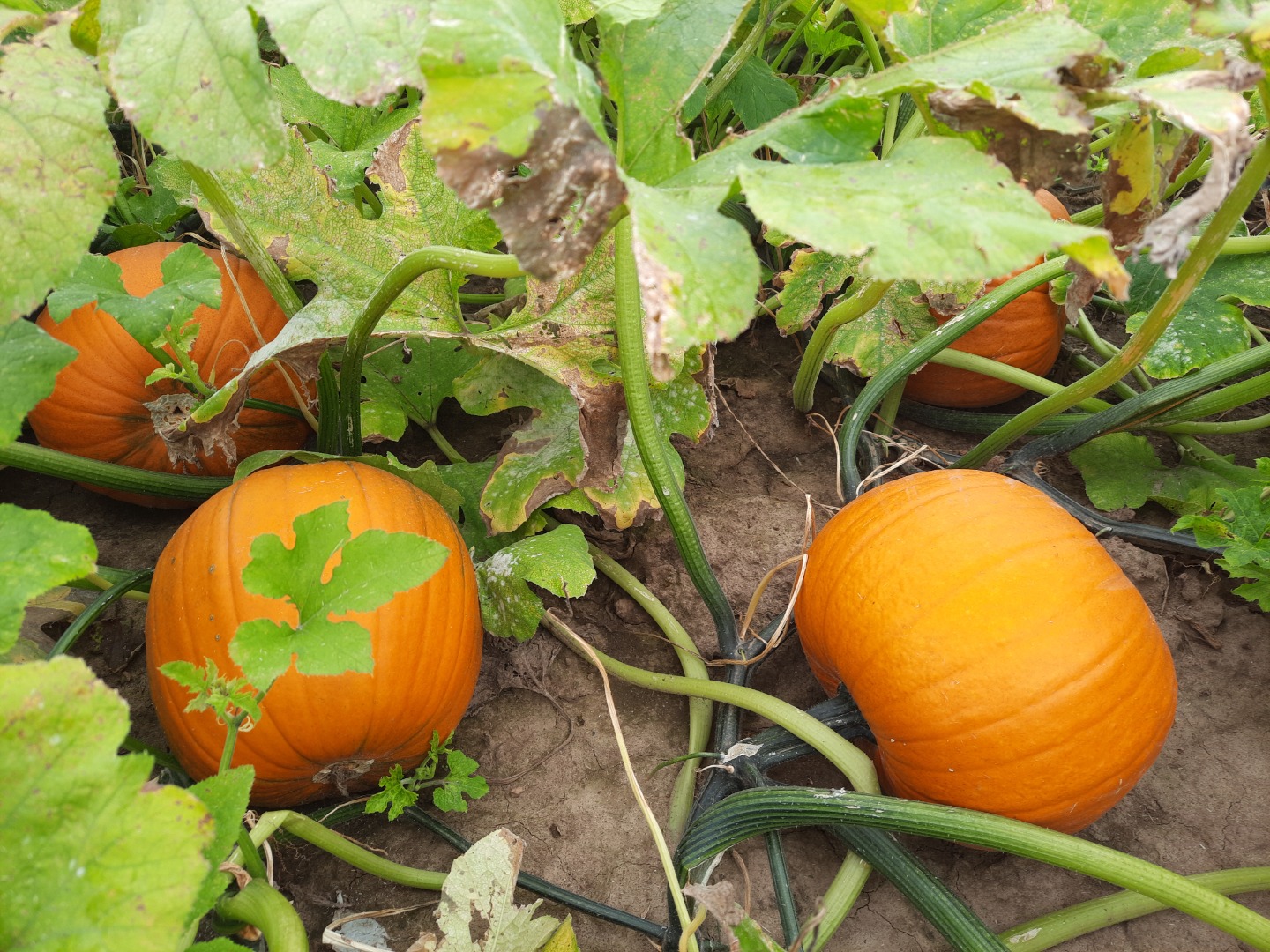 Calabaza tipo Halloween