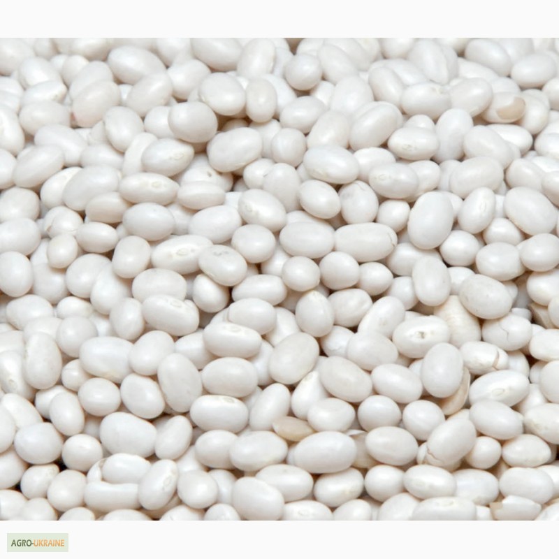 Comprar frijoles blancos por cuenta propia en Ucrania La fábrica de conservas compra frijoles blancos para procesar de forma continua