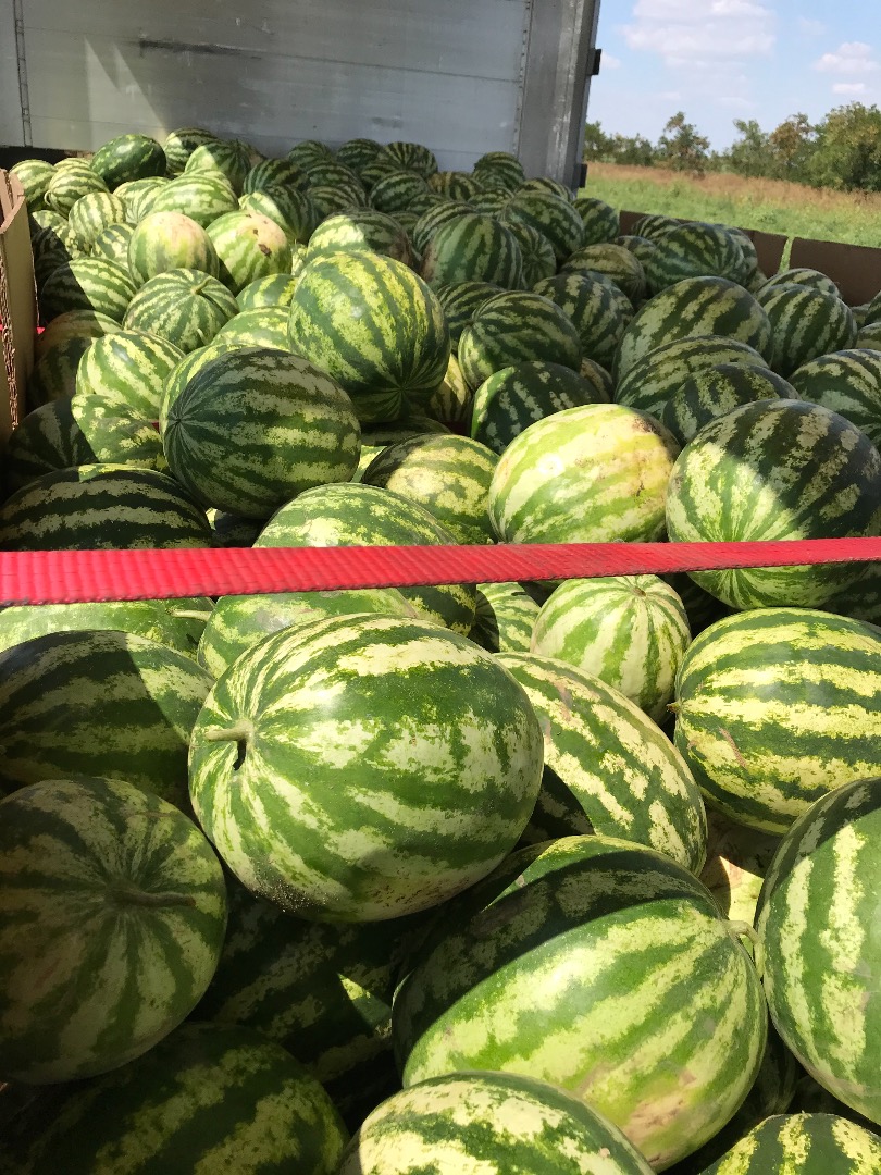Sandía a la venta a granel, 24 toneladas, origen Rumanía, transporte posible