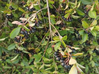 Hola. Venderé aronia fresca. Cultivado sin pulverizar ni fertilizar.