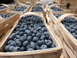 Venderé las variedades de arándanos Bluecrop y Nelson en