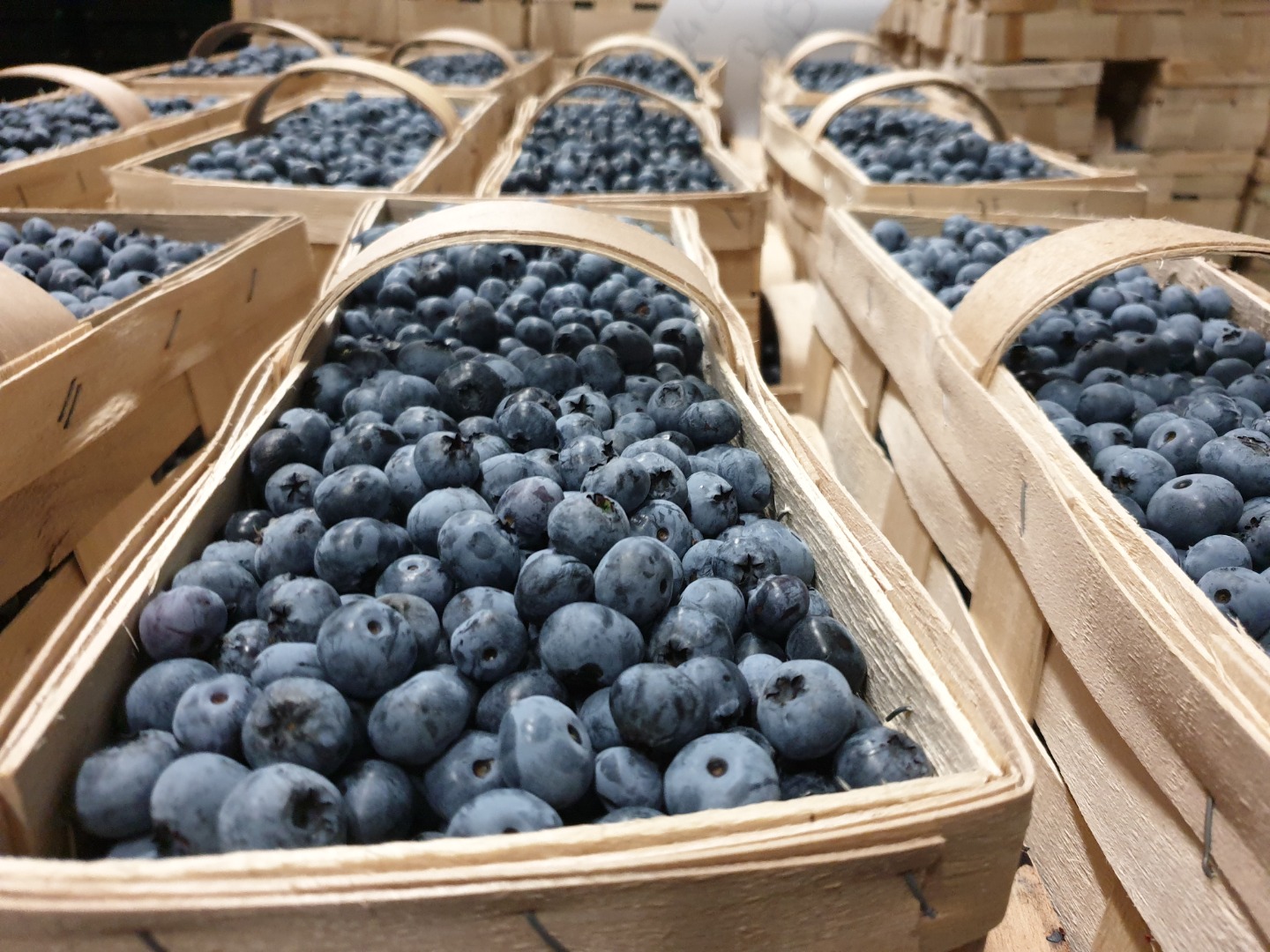 Venderé las variedades de arándanos Bluecrop y Nelson en cestas de 3 kg cada una