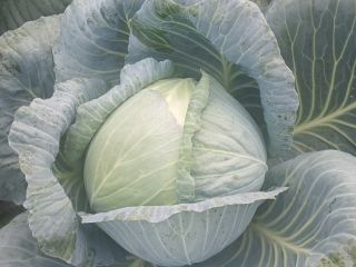 Hola. Venderé repollo blanco, variedades de ambrosía, perfectas para