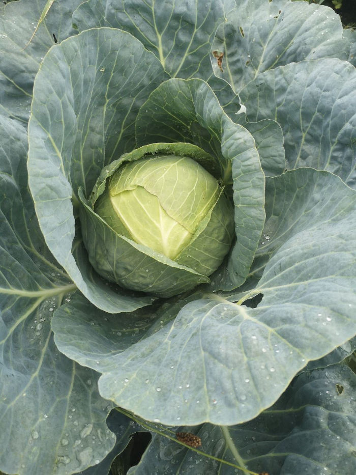 • Repollo de chucrut • Biológico tipo 170F Brassica Cecile