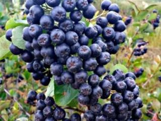 Venderé aronia natural orgánica recolectada a mano, mínimo 100