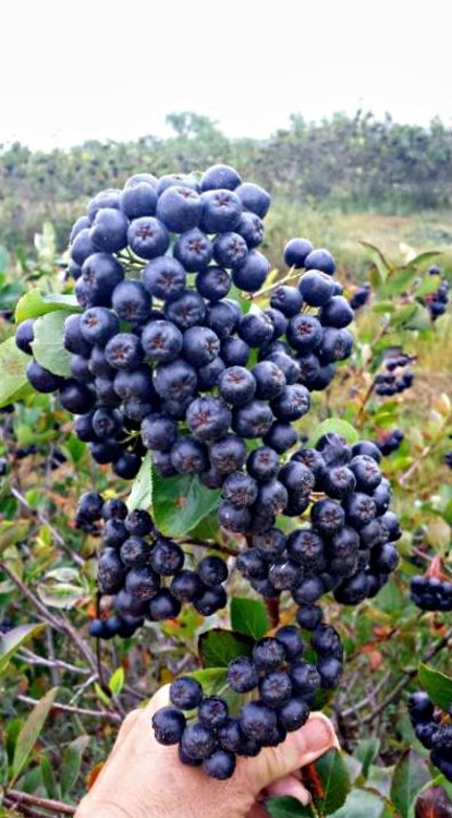 Venderé aronia natural orgánica recolectada a mano, mínimo 100 kg, 2 PLN por kg