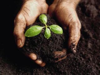 Siéntase libre de contratar semillas agrícolas: centeno, festuca, timothy,