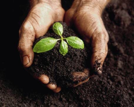 Siéntase libre de contratar semillas agrícolas: centeno, festuca, timothy, menta, festulolium, trébol rojo, mostaza, rábano oleaginoso, nabos, arveja