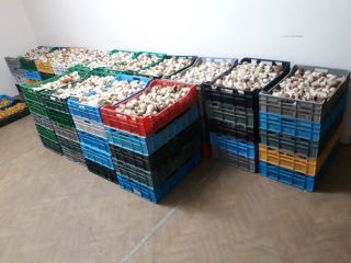 Venderé hongos: hongos porcini, rebozuelos, laurel boletes y otros.