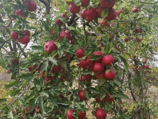 Tenemos huertos establecidos por nosotros con variedades de manzana: