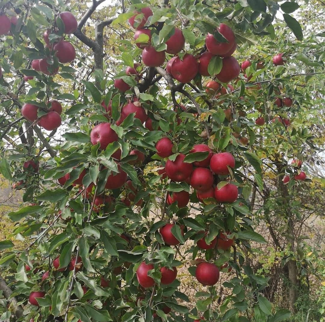 Tenemos huertos establecidos por nosotros con variedades de manzana: discovery, champion, prima, galamax, idared, golden