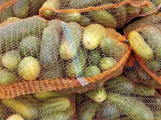 Venderé grandes cantidades de pepino hasta 16 cm y
