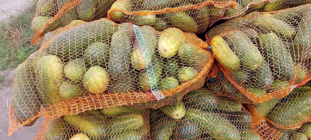 Venderé grandes cantidades de pepino hasta 16 cm y curvas