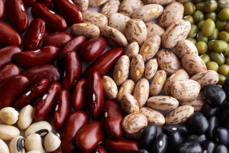 Frijoles de los campos de Ucrania, nueva cosecha, al por mayor