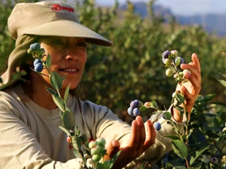 Ponemos a su disposición arándanos peruanos para exportación de