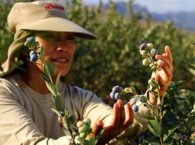 Ponemos a su disposición arándanos peruanos para exportación de los tipos biloxi y ventura, según parámetros técnicos de destino como USA, Canadá, Europa y