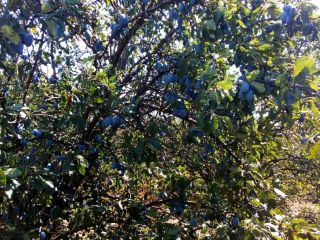 Vendo ciruelas pasas de la variedad Stanley con excelente