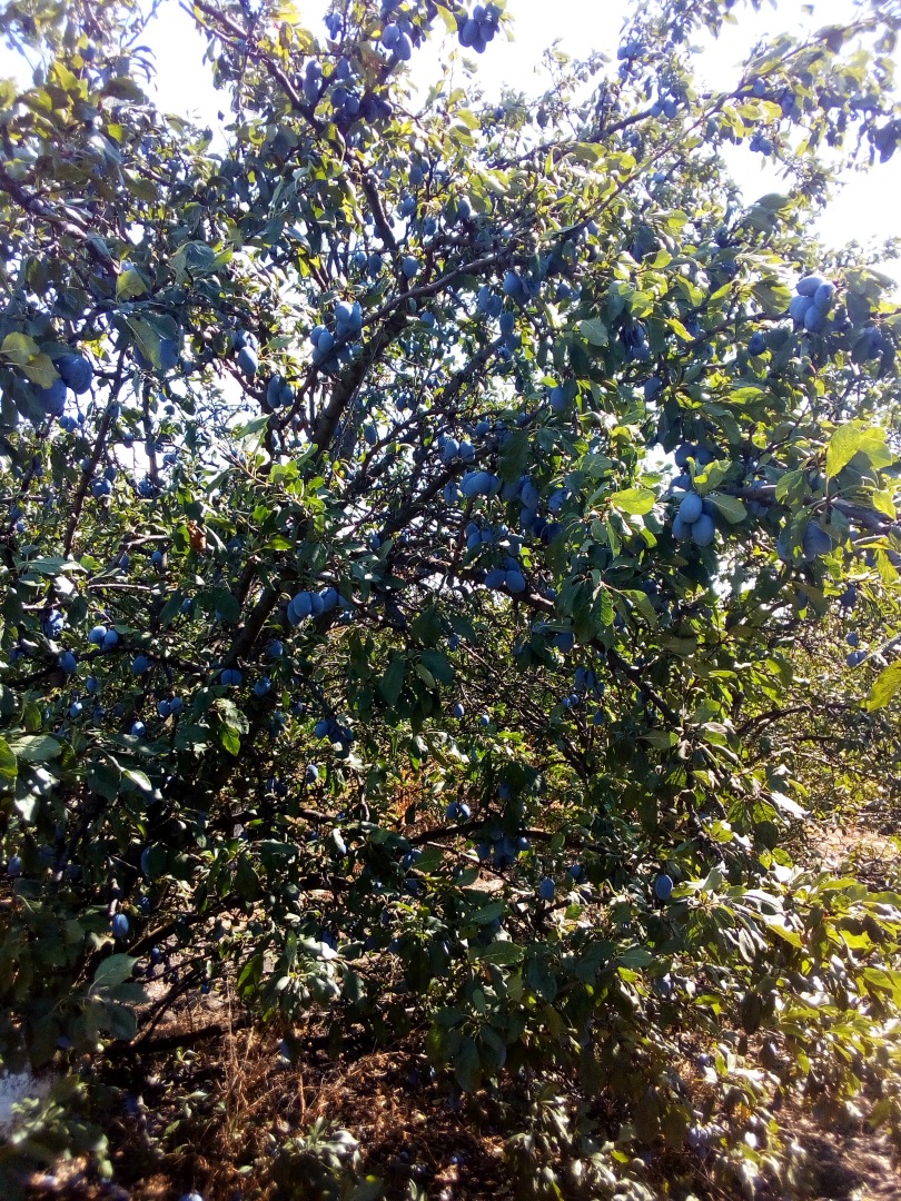 Vendo ciruelas pasas de la variedad Stanley con excelente calidad
