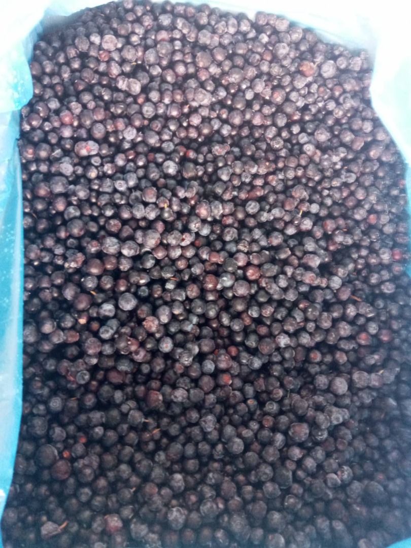 Arándano del bosque para la venta de Ucrania