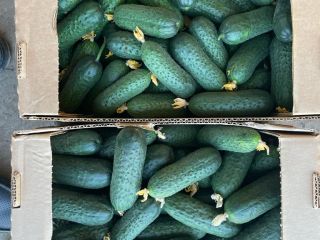 Venderé pepinos de invernadero con espigas de Bielorrusia. Solo