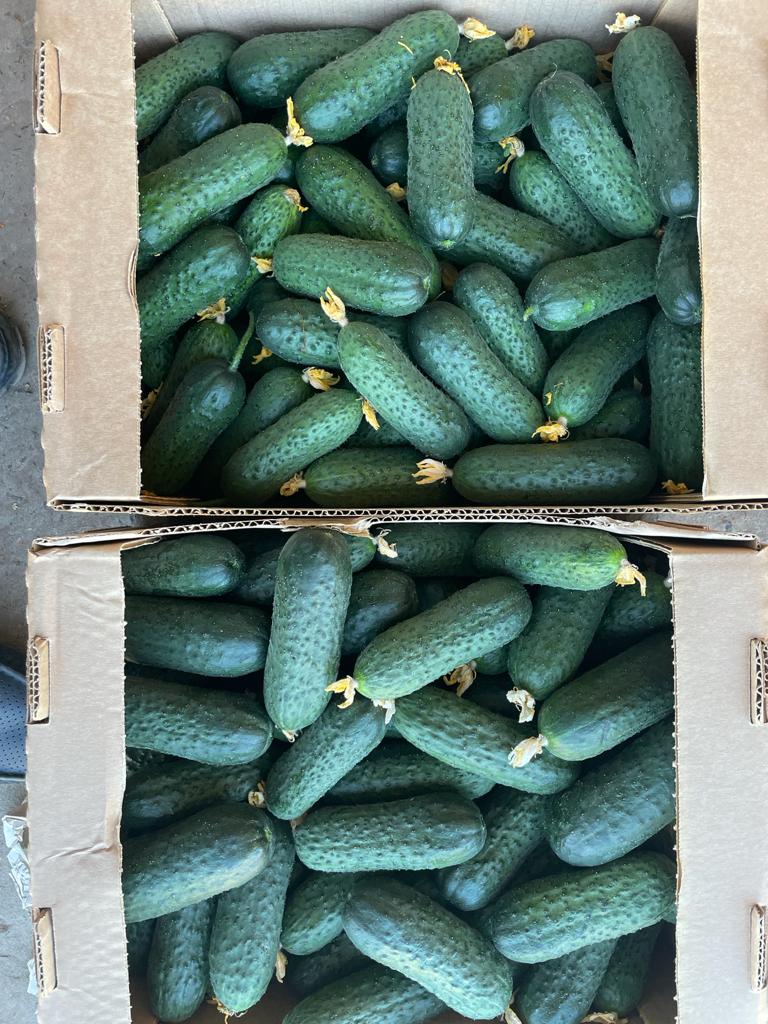 Venderé pepinos de invernadero con espigas de Bielorrusia