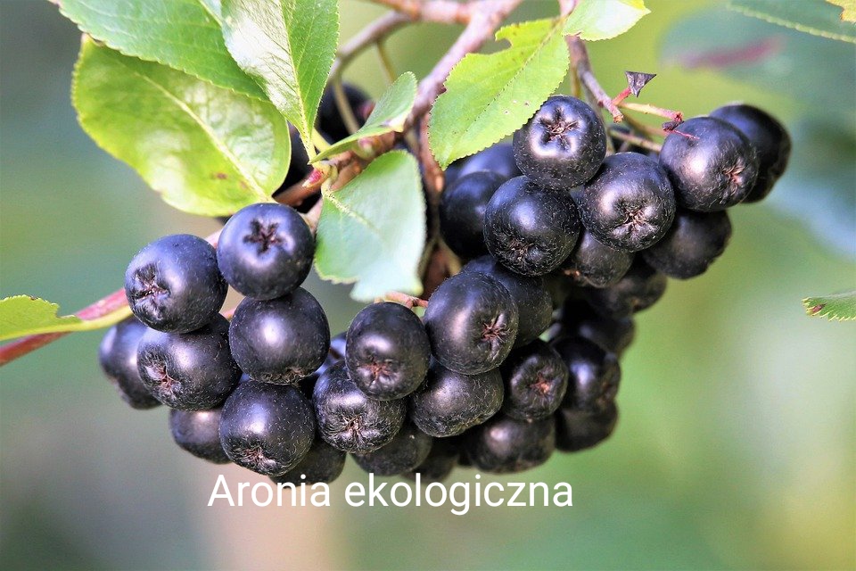 La granja orgánica de gestión familiar en la región de Lublin vende los siguientes productos: grosella roja, chokeberry negra y frambuesa