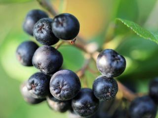 Aronia a la venta. Mano arrancada. No fertilizado artificialmente.