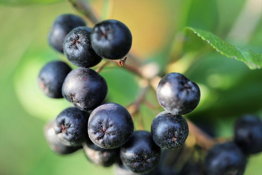Aronia a la venta