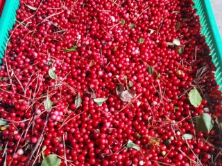 Hola, Vendo cantidades al por mayor de arándanos rojos