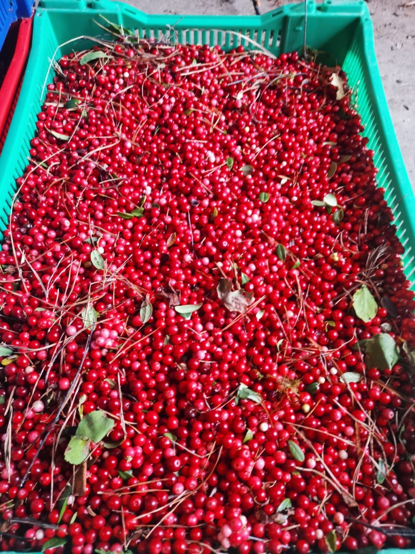 Hola, Vendo cantidades al por mayor de arándanos rojos frescos 2 euros kg de rojo