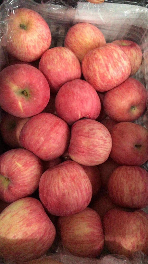 Nombre del producto> Fresh Fuji Apple Note> Fresco, jugoso, nutritivo, de alta calidad, bueno para la salud