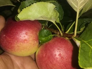 Manzanas de diversas variedades.