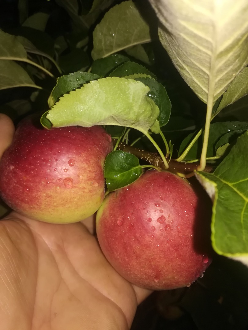 Manzanas de diversas variedades