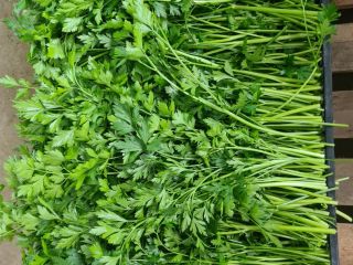 Venderé un hermoso perejil verde oscuro. Cantidades al por
