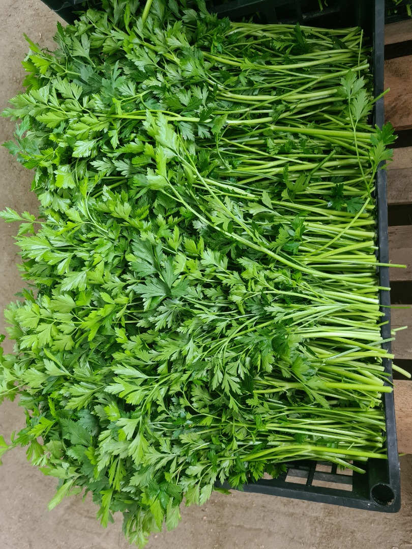 Venderé un hermoso perejil verde oscuro
