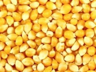 Precio medio del maíz amarillo a partir de 157