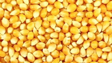 Precio medio del maíz amarillo a partir de 157 euros por tonelada, entregado por separado en condiciones FOB